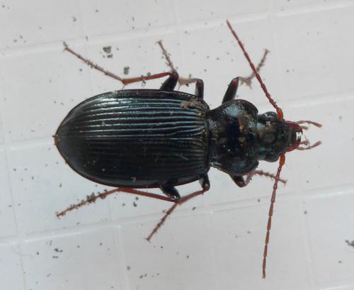 Réf. 79 694 : Nebria brevicollis