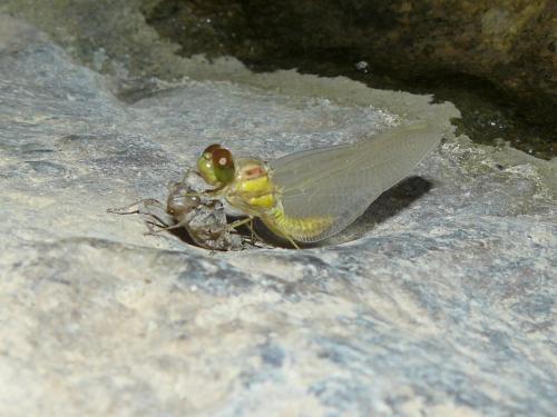 Réf. 79 987 : Sympetrum sp.