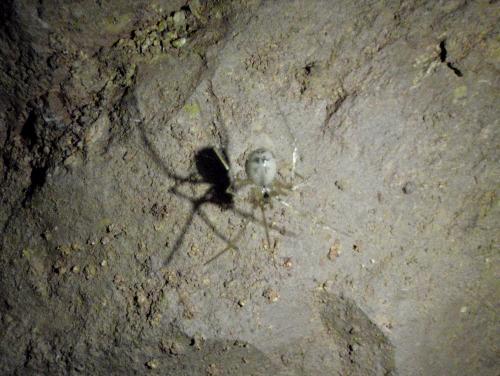 Nesticus sp.