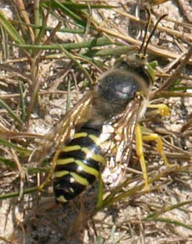 Bembix rostrata