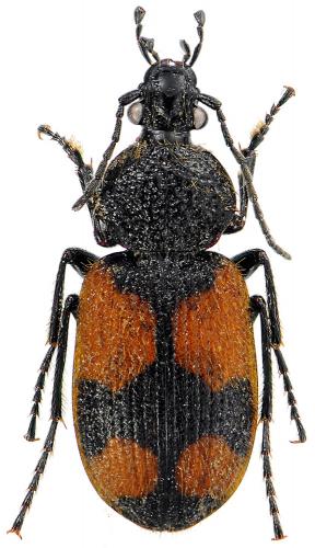 Panagaeus cruxmajor