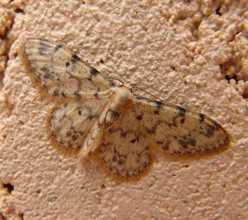 Idaea contiguaria