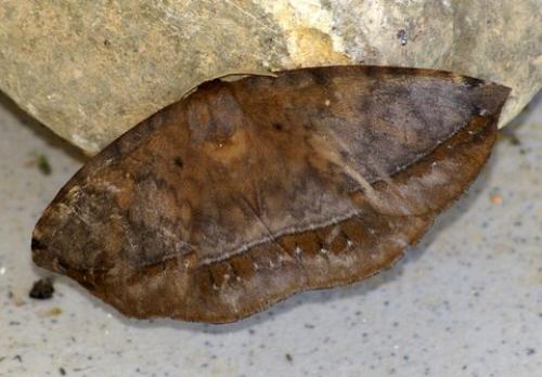 Parajana gabunica