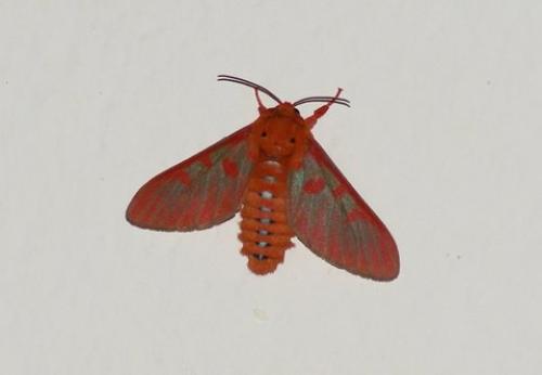 Réf. 79 195 : Balacra haemalea