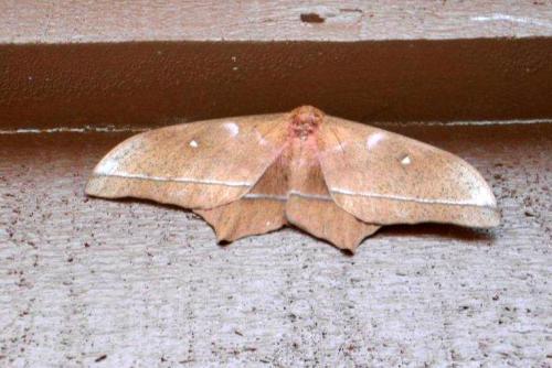 Imbrasia epimethea