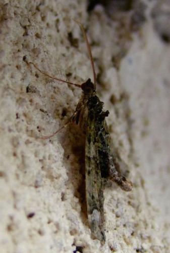 Chloroclysta siterata