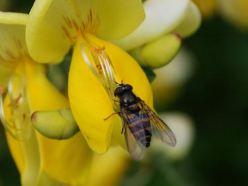 Parasyrphus malinellus