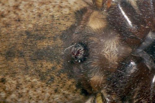 Alopecosa sp.