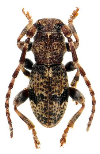 Parmena balteus