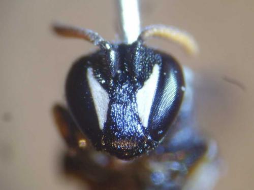 Hylaeus lineolatus