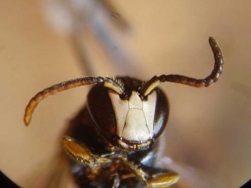 Hylaeus (confusus-gibbus)