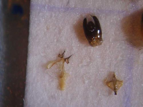 Hylaeus (confusus-gibbus)