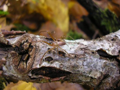 Metellina segmentata