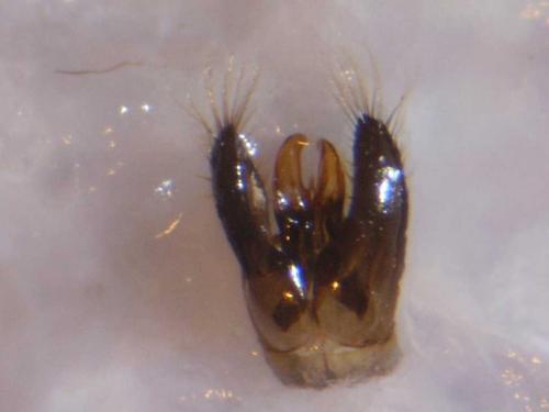 Réf. 79 311 : Hylaeus sp.