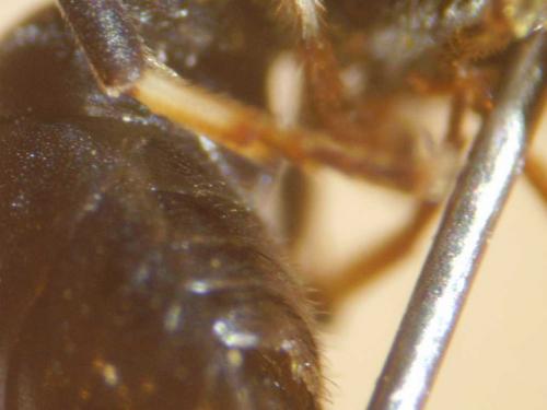 Réf. 79 284 : Hylaeus sp.