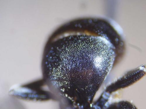 Réf. 79 323 : Hylaeus sp.
