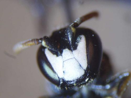 Réf. 79 268 : Hylaeus sp.