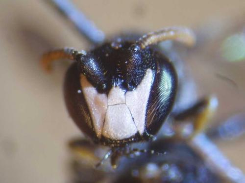 Hylaeus brevicornis