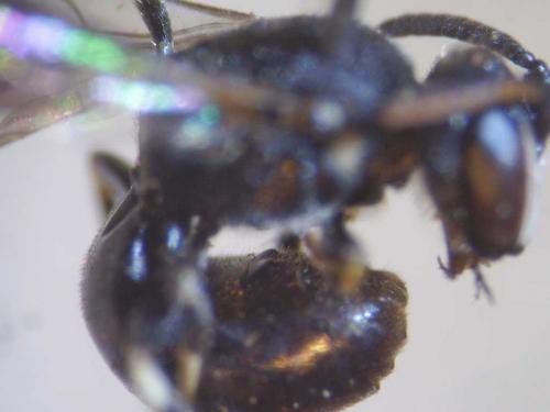 Réf. 79 367 : Hylaeus brevicornis