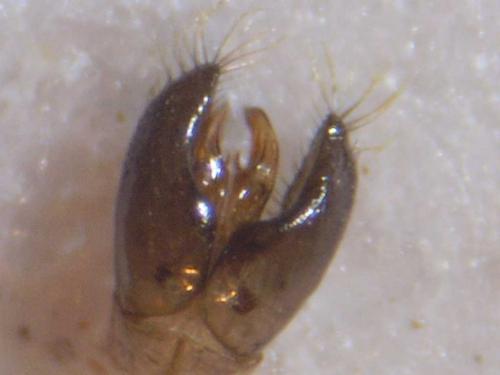 Hylaeus brevicornis