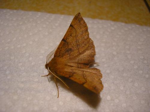 Réf. 79 371 : Colotois pennaria