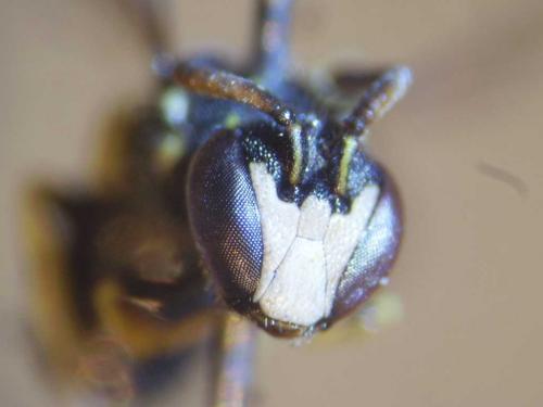Réf. 79 419 : Hylaeus pictipes