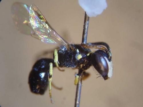 Réf. 79 416 : Hylaeus pictipes