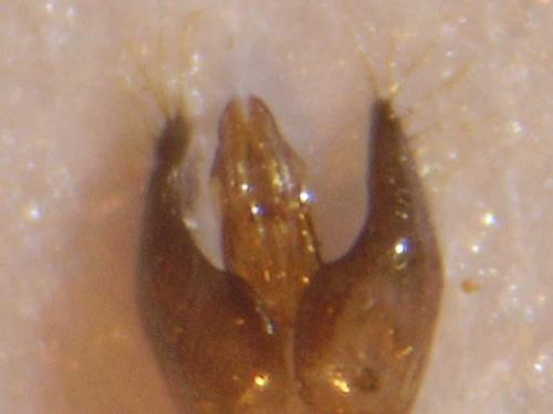 Réf. 79 439 : Hylaeus pictipes