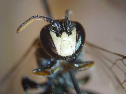 Réf. 79 465 : Hylaeus signatus