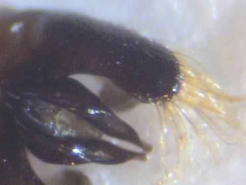 Réf. 79 479 : Hylaeus signatus