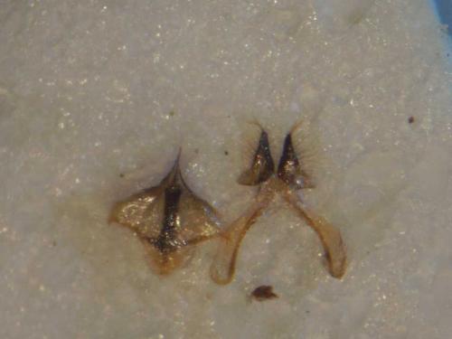 Réf. 79 500 : Hylaeus signatus