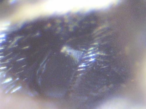 Réf. 79 572 : Hylaeus signatus