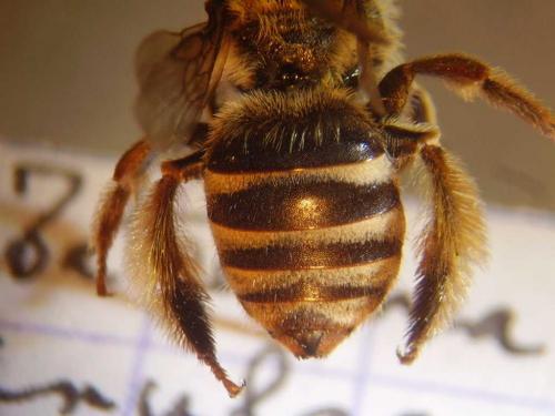 Réf. 79 538 : Tetraloniella alticincta