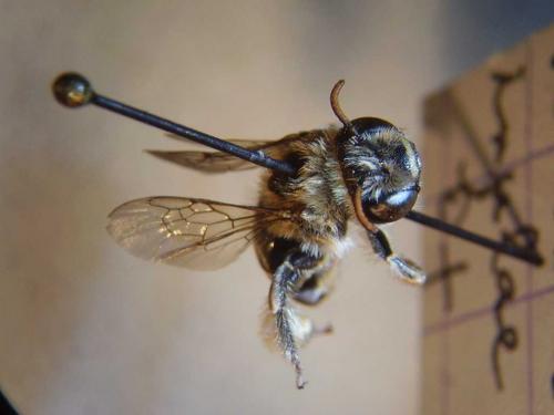 Réf. 79 518 : Tetraloniella alticincta