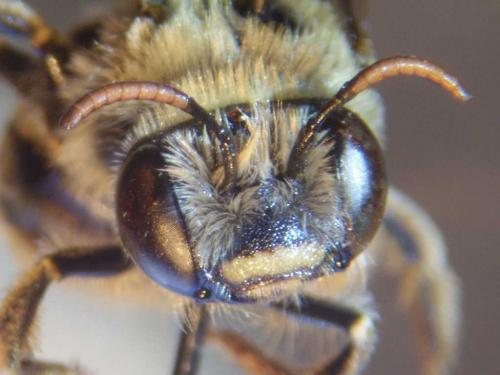 Réf. 79 549 : Tetraloniella alticincta