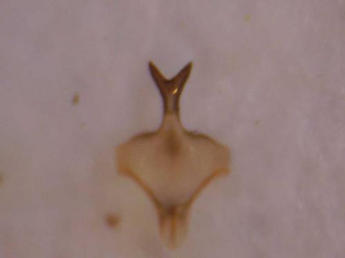 Réf. 79 593 : Hylaeus nigritus