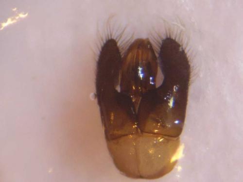 Hylaeus nigritus
