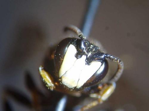 Réf. 79 628 : Hylaeus nigritus