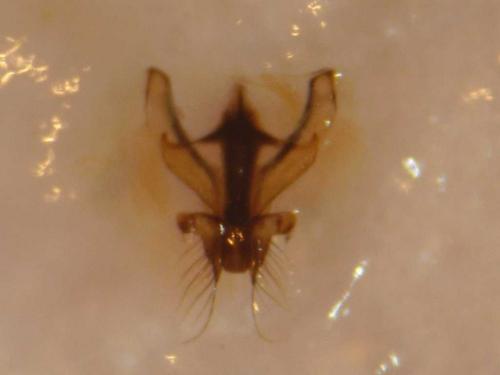 Réf. 79 653 : Hylaeus confusus