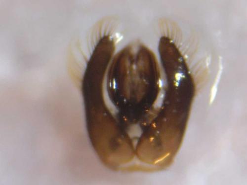 Hylaeus variegatus