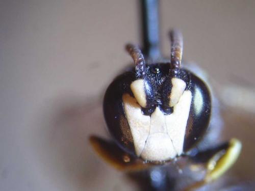 Hylaeus variegatus