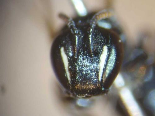Hylaeus lineolatus