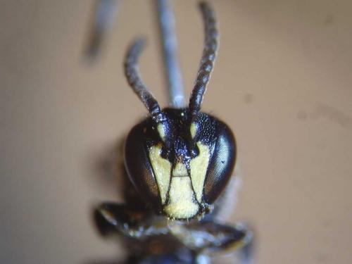 Réf. 79 670 : Hylaeus communis