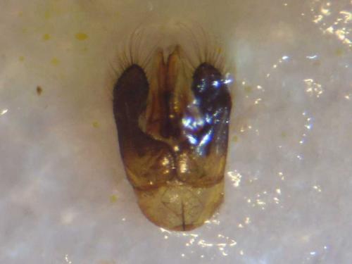 Hylaeus angustatus