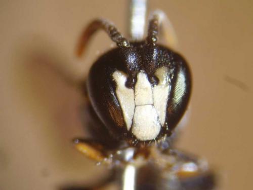 Hylaeus angustatus