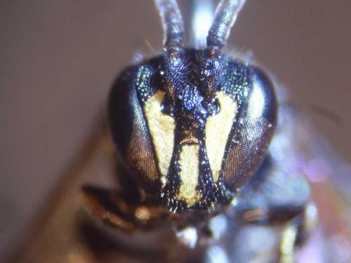 Réf. 79 740 : Hylaeus communis