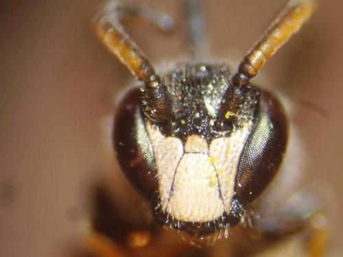 Hylaeus hyalinatus