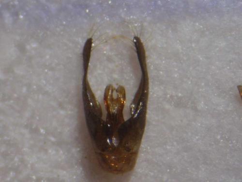 Hylaeus hyalinatus