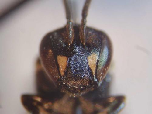 Hylaeus confusus