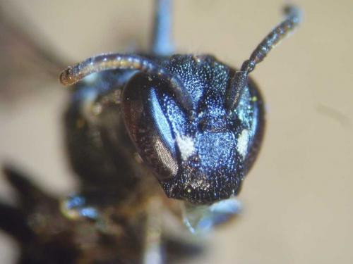 Hylaeus hyalinatus